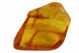 Mating Fossil Flies (Diptera) In Baltic Amber - Rare! #93905-1